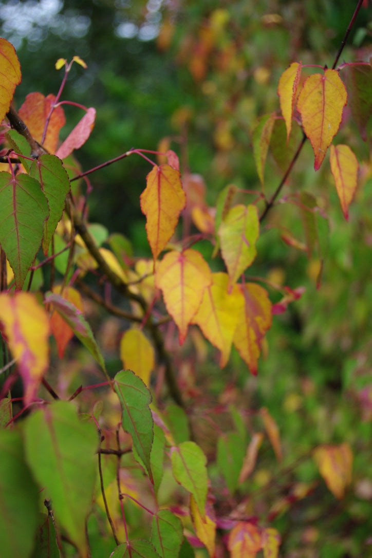 Acer crataegifolium Veitchii