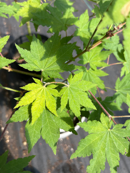 Acer Pseudosieboldianum