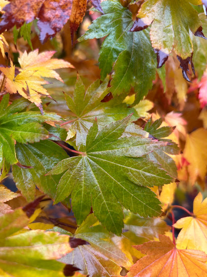 Acer sieboldianum Seki no kegon