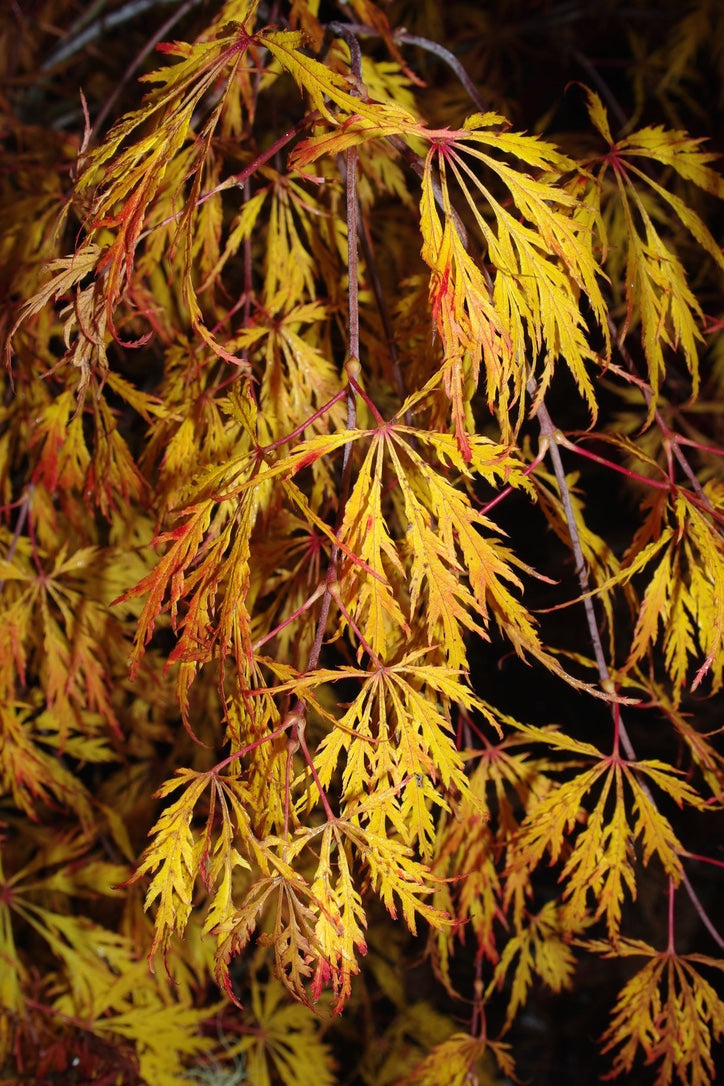 Viridis – Mendocino Maples Nursery