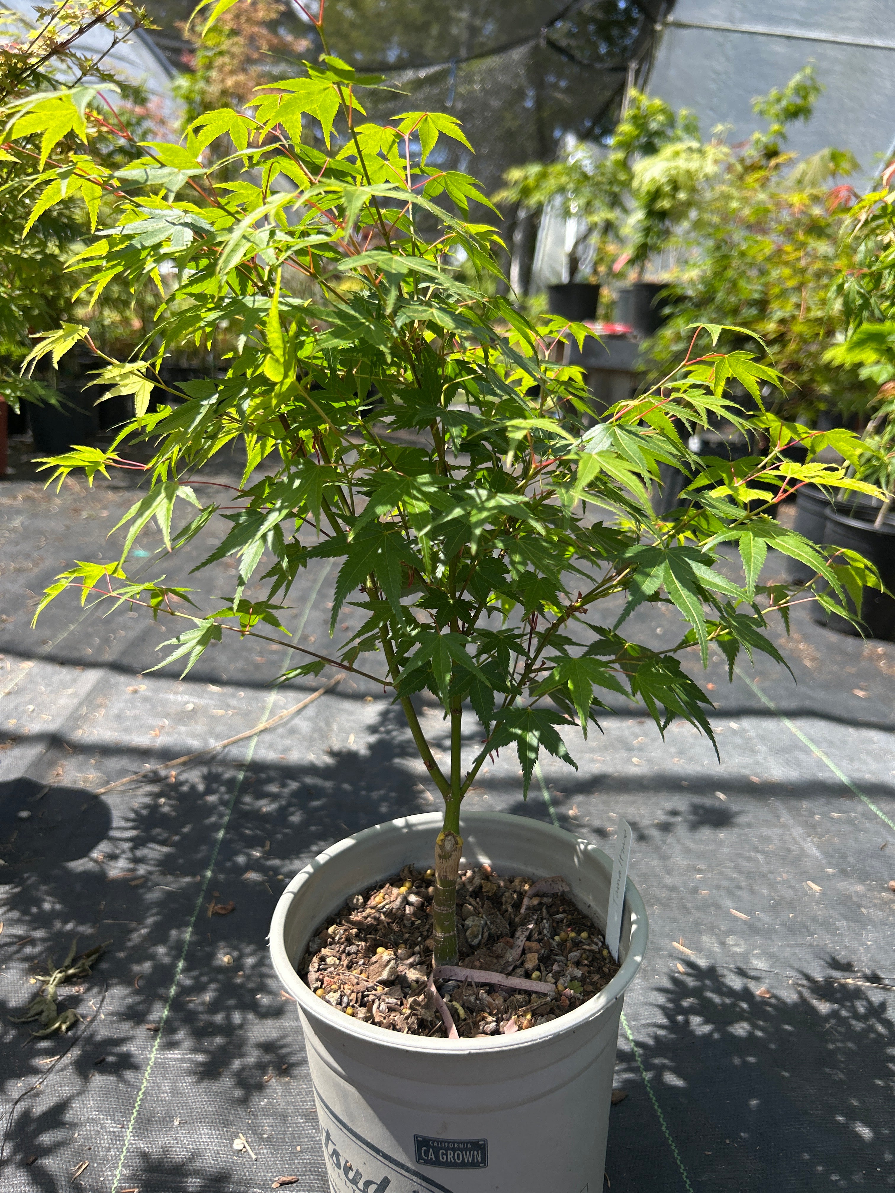 Tama Hime Pre Bonsai 1-2 yr (#964)