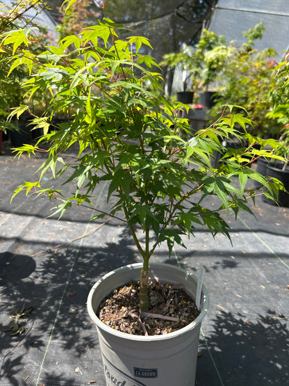 Tama Hime Pre Bonsai 1-2 yr (#964)