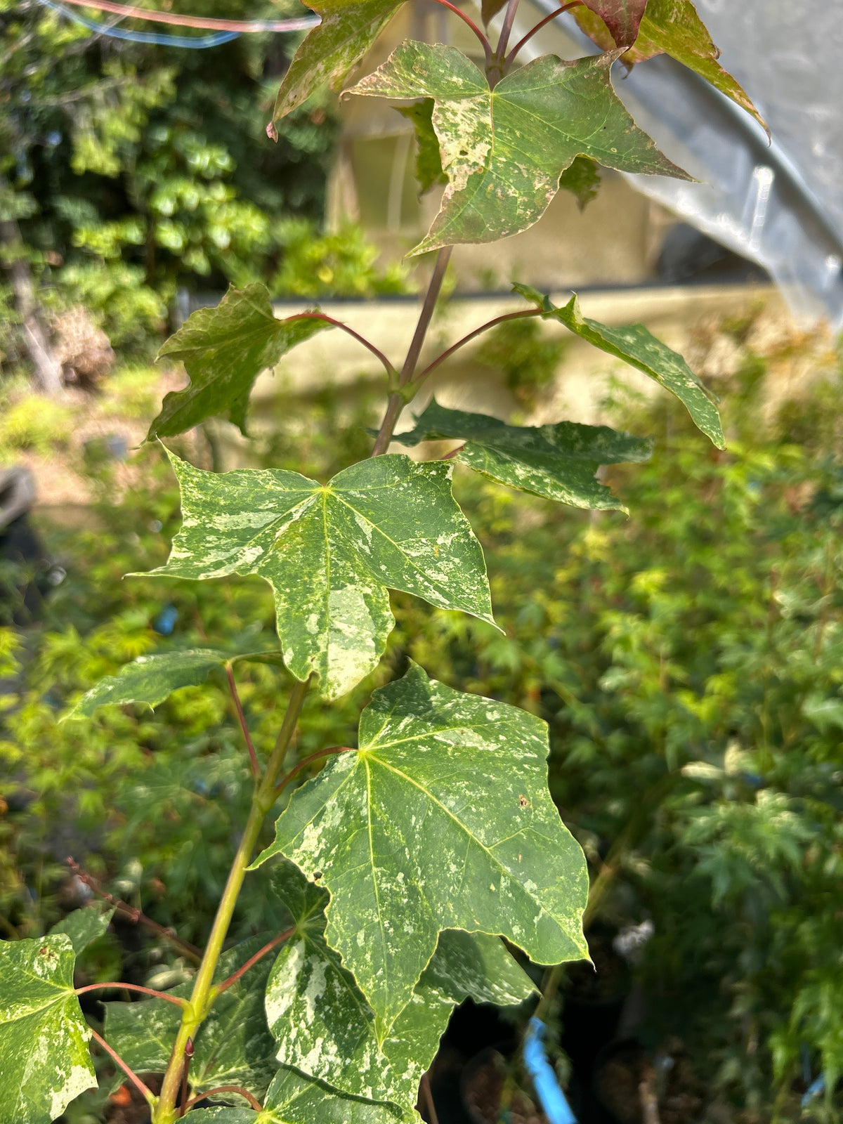 A close-up of several Acer pictum (mono) Kamisaka nishiki maple leaves with variegated white patches on the main leaf