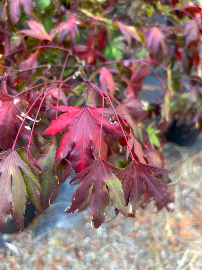 Oregon Sunset Maple