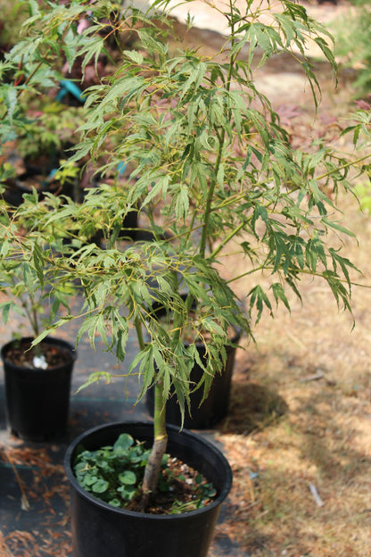 house plant that looks like maple leaf Manyo no Sato 5 yr (#786) – Mendocino Maples Nursery