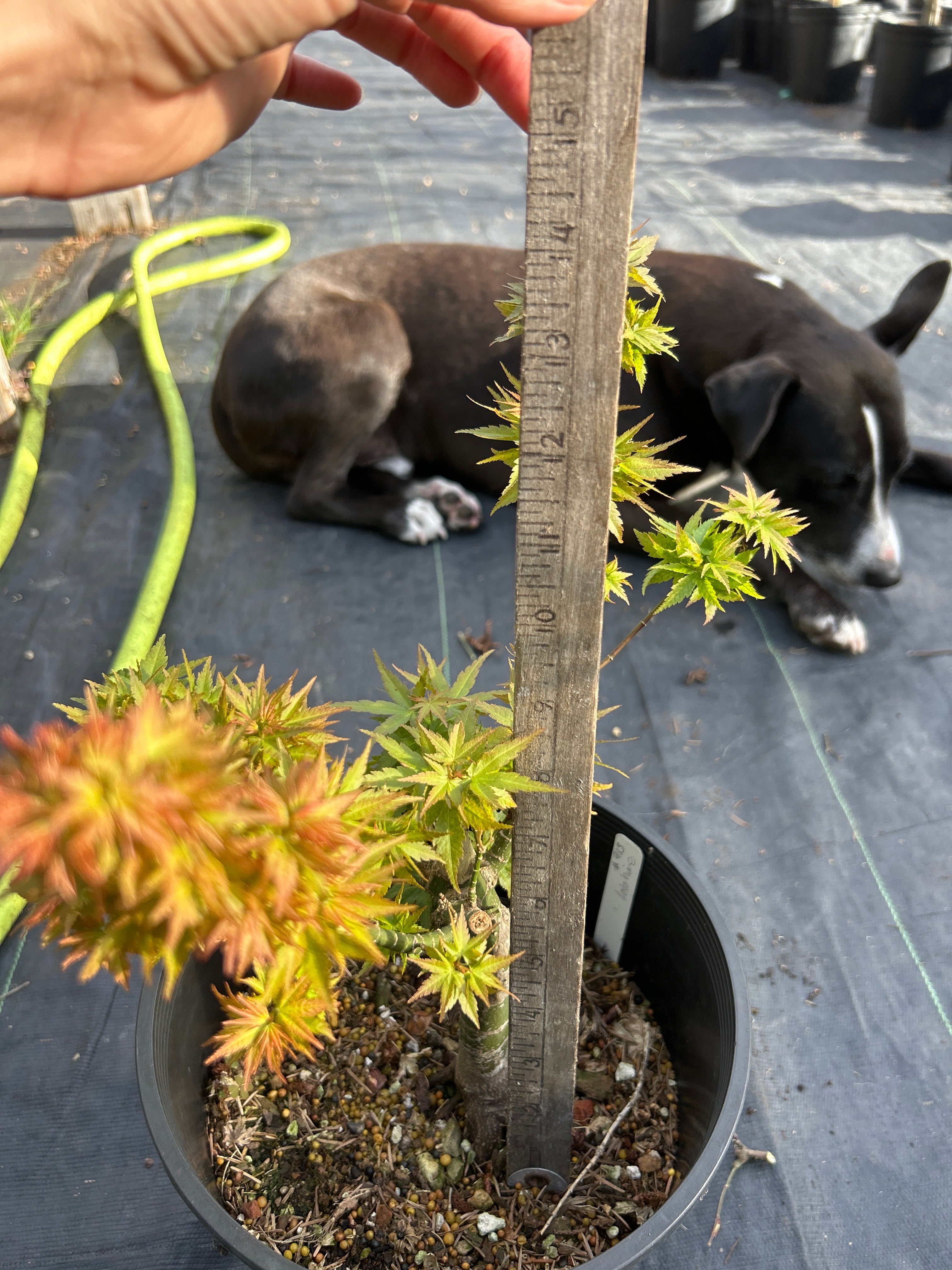 Koto Hime 5 Yr pre bonsai (#913)