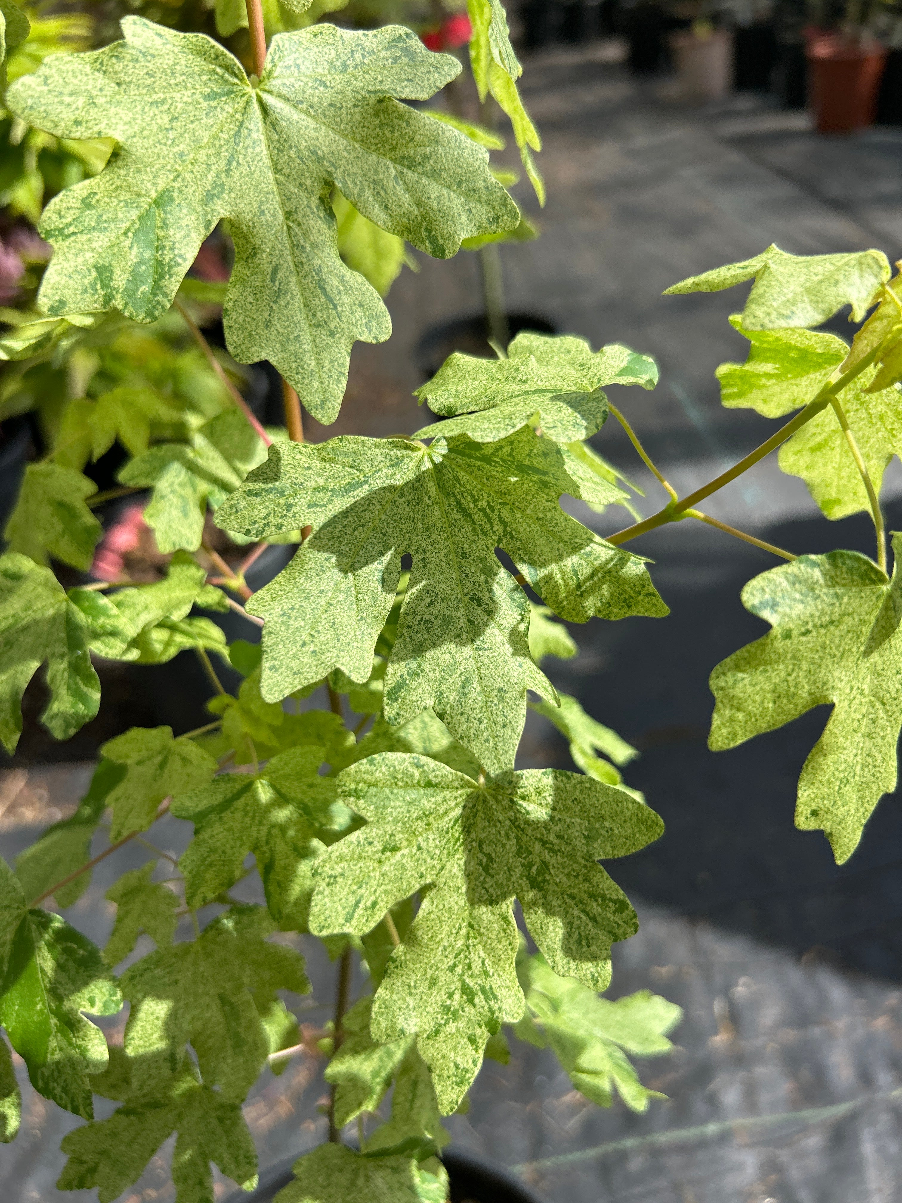 Acer campestre Pulverulantum