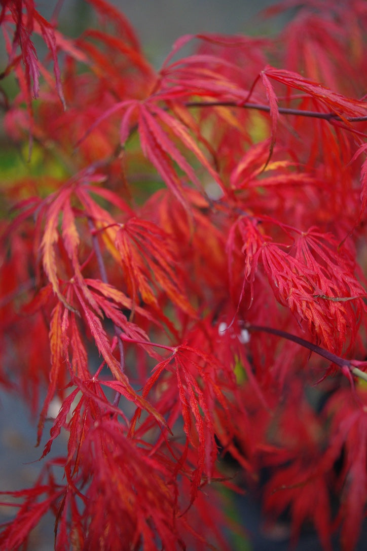 Crimson Queen – Mendocino Maples Nursery