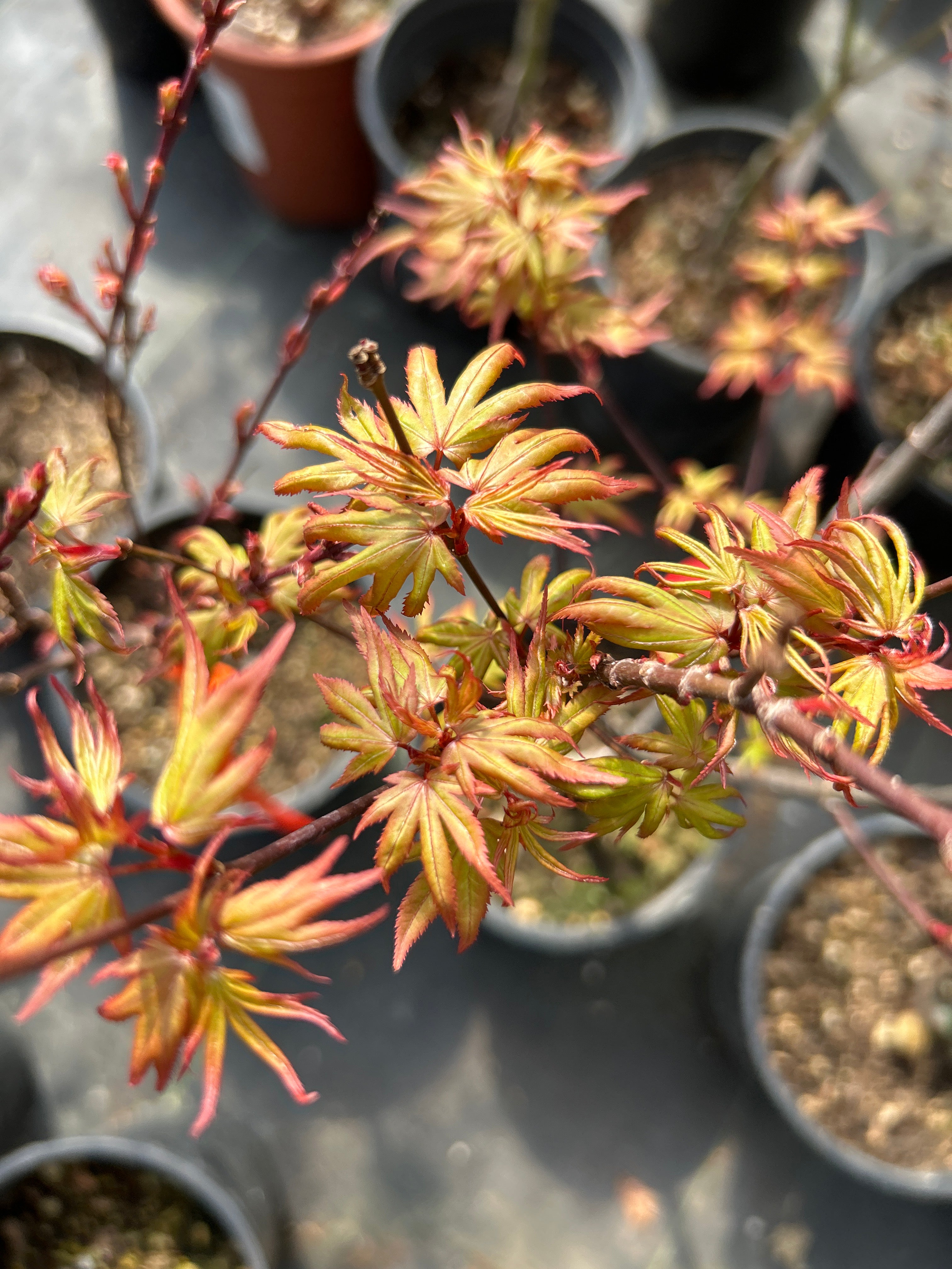 Kuro hime – Mendocino Maples Nursery