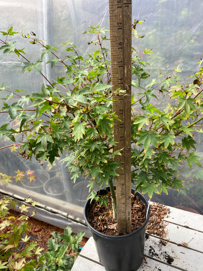 Murasaki Kiyhome Pre Bonsai  3 Year (#805)