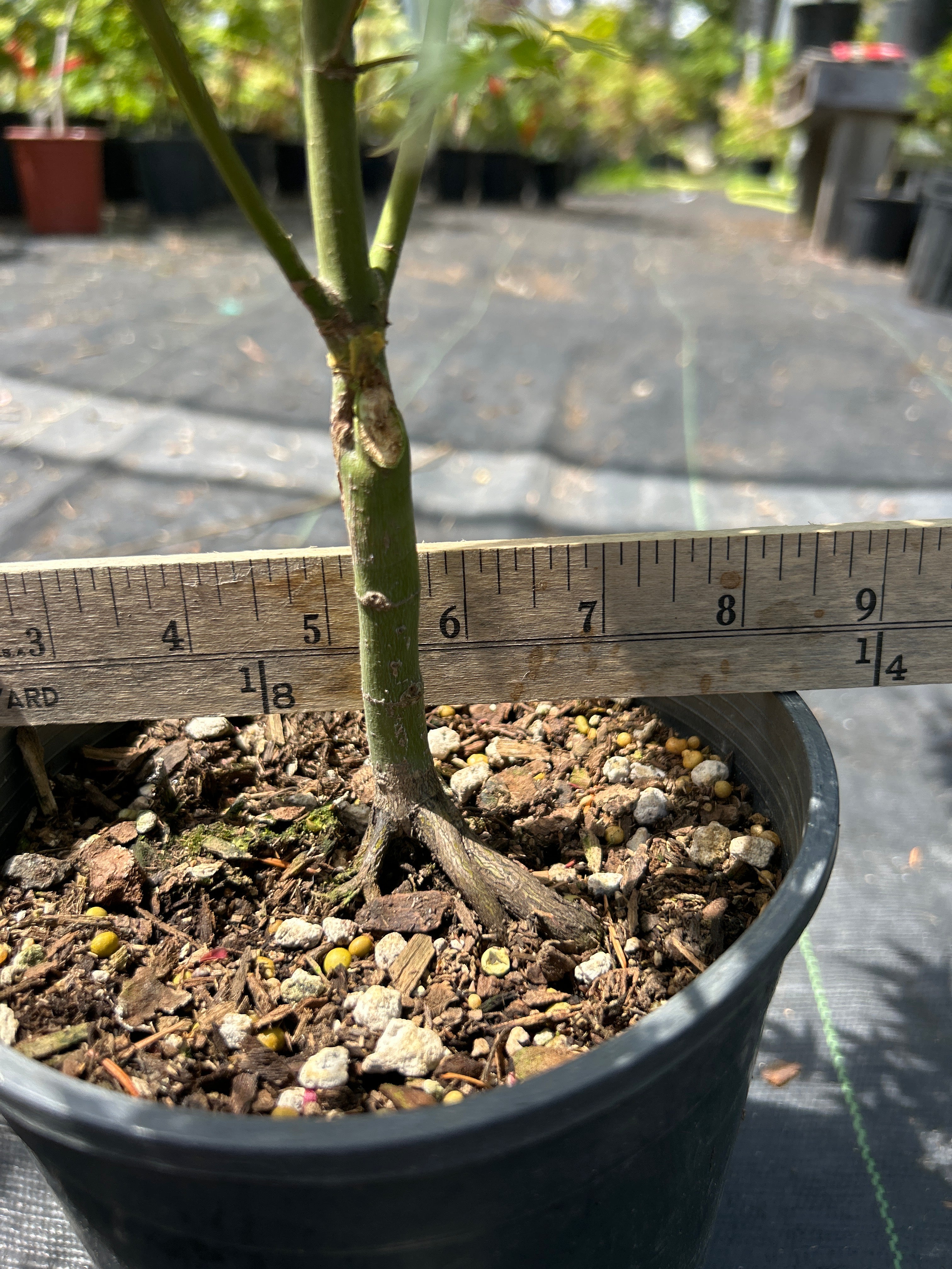Wilson’s Pink Dwarf pre bonsai 2 year (#962)