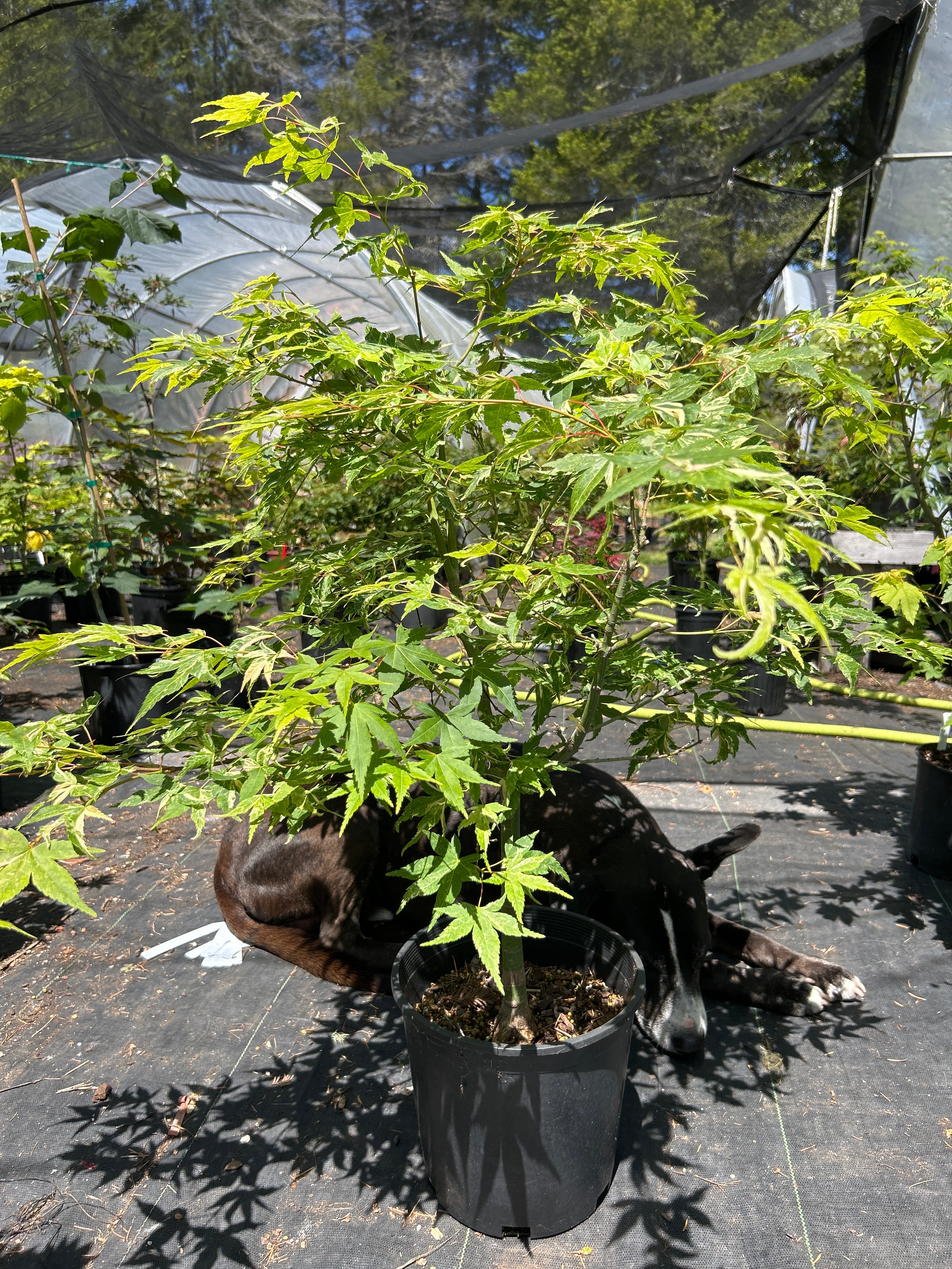 Kasen Nishiki Pre-Bonsai 6 Yr Pre Bonsai (#56)