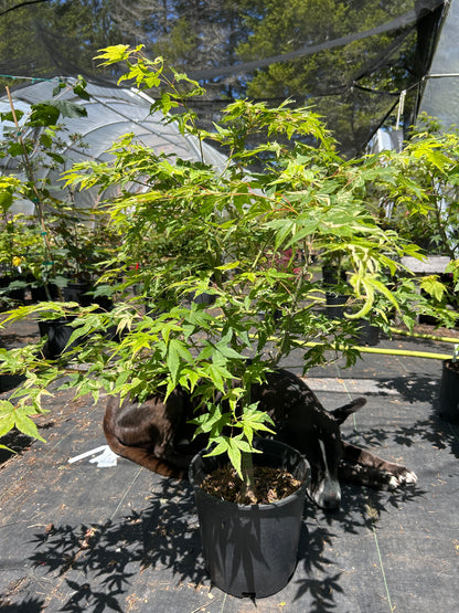 Kasen Nishiki Pre-Bonsai 6 Yr Pre Bonsai (#56)