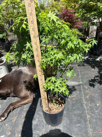 Lima Gold 3 yr Pre Bonsai (#56)
