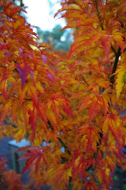 Shishigashira - 2