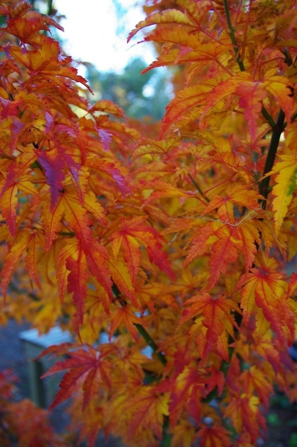 Shishigashira - 2