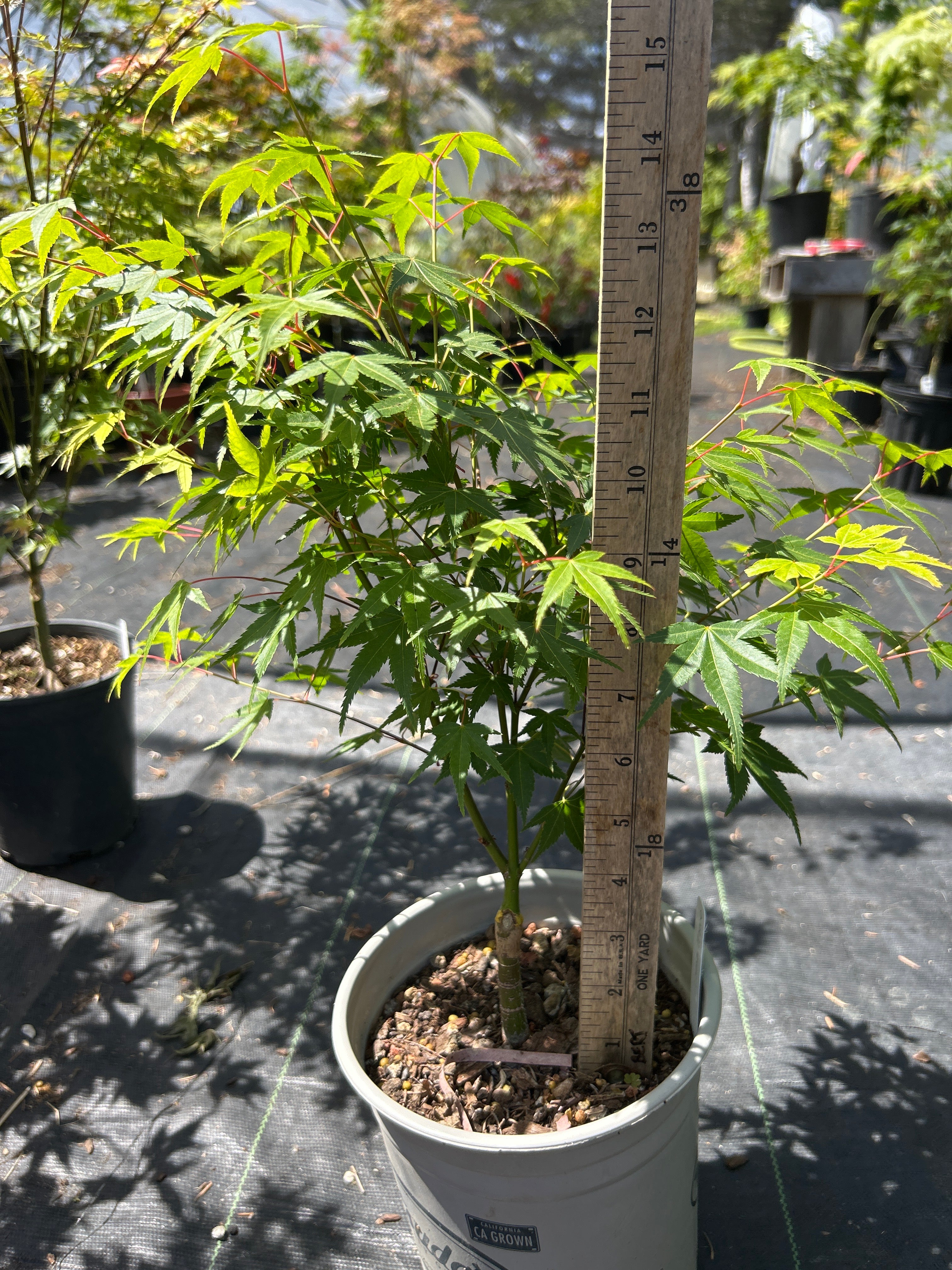 Tama Hime Pre Bonsai 1-2 yr (#964)