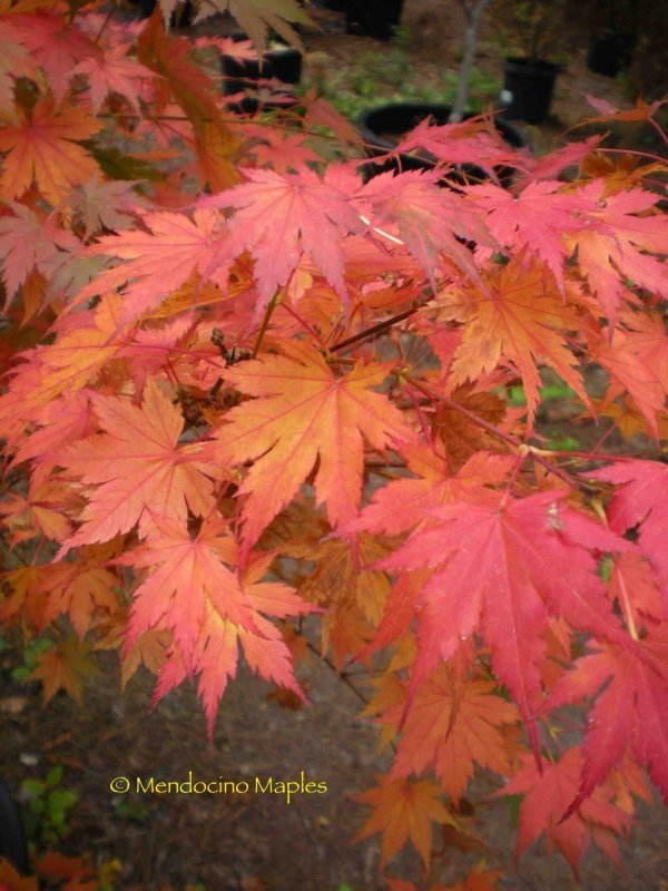 Acer sieboldianum - 2