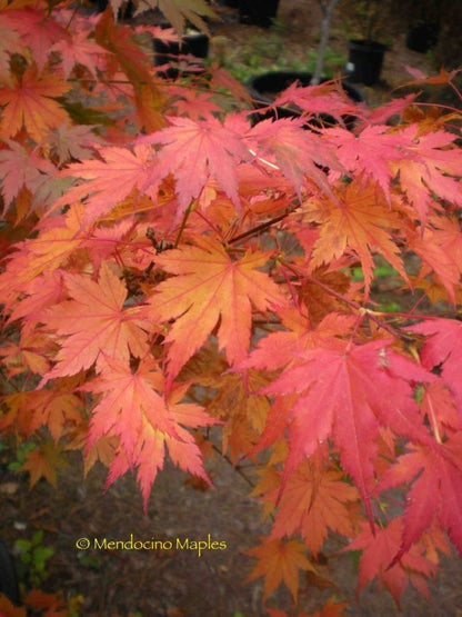 Acer sieboldianum - 2
