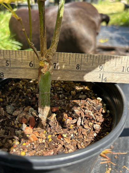 Autumn Moon 2 Yr Pre Bonsai (#68)