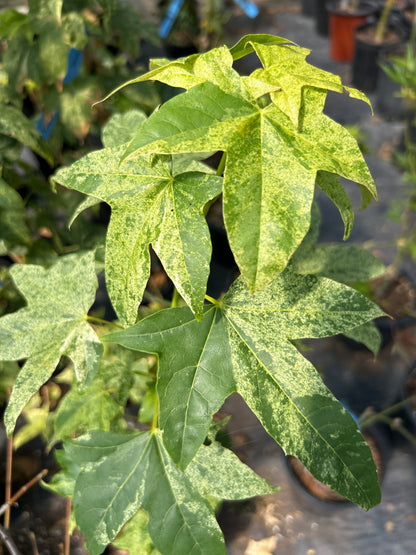 Acer pictum Naguri nishiki