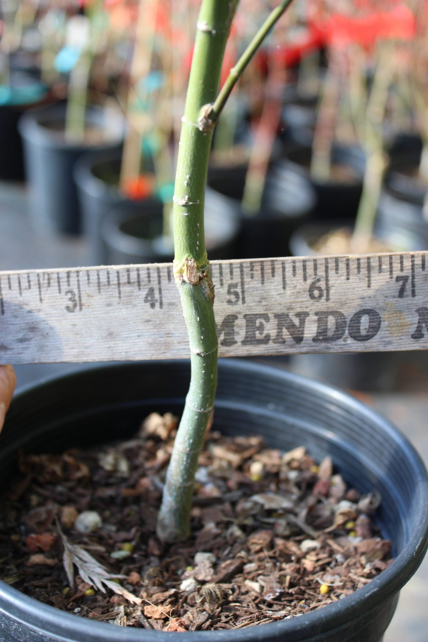 Kamagata Pre Bonsai 2 yr (#801)