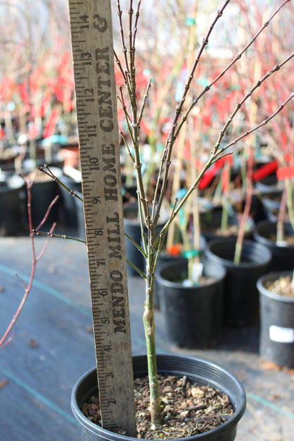 Lima Gold 2 yr Pre Bonsai (#805)