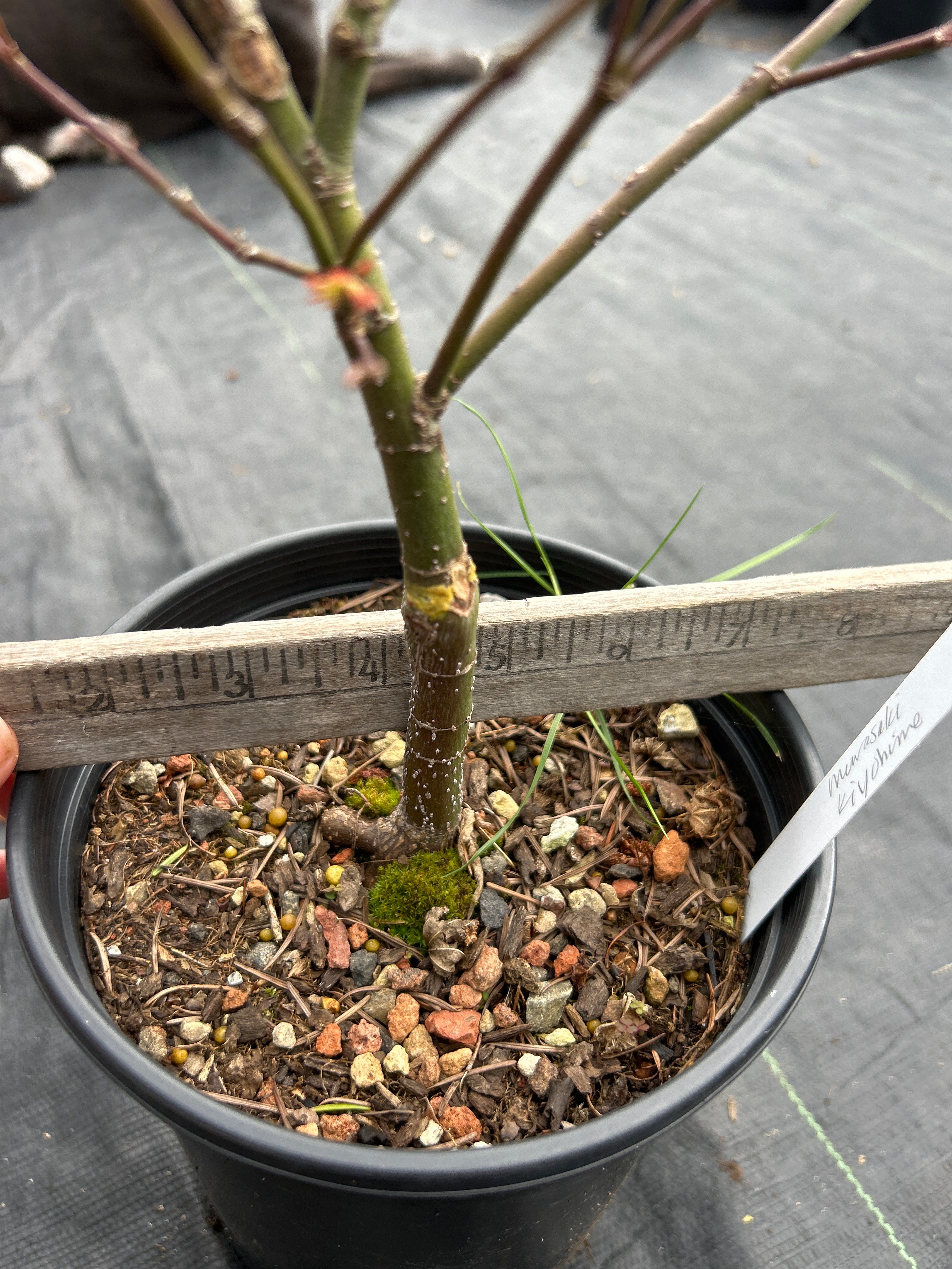 Murasaki Kiyhome Pre Bonsai  3 Year (#805)