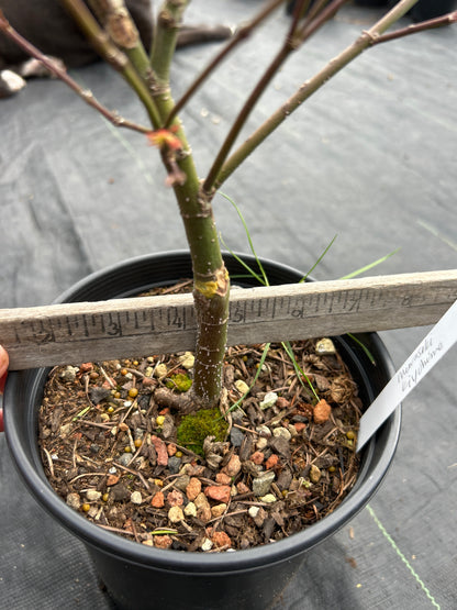 Murasaki Kiyhome Pre Bonsai  3 Year (#805)