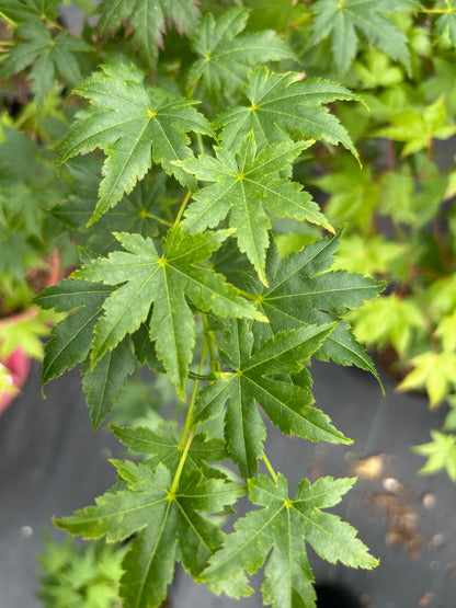 Acer sieboldianum Sode no uchi