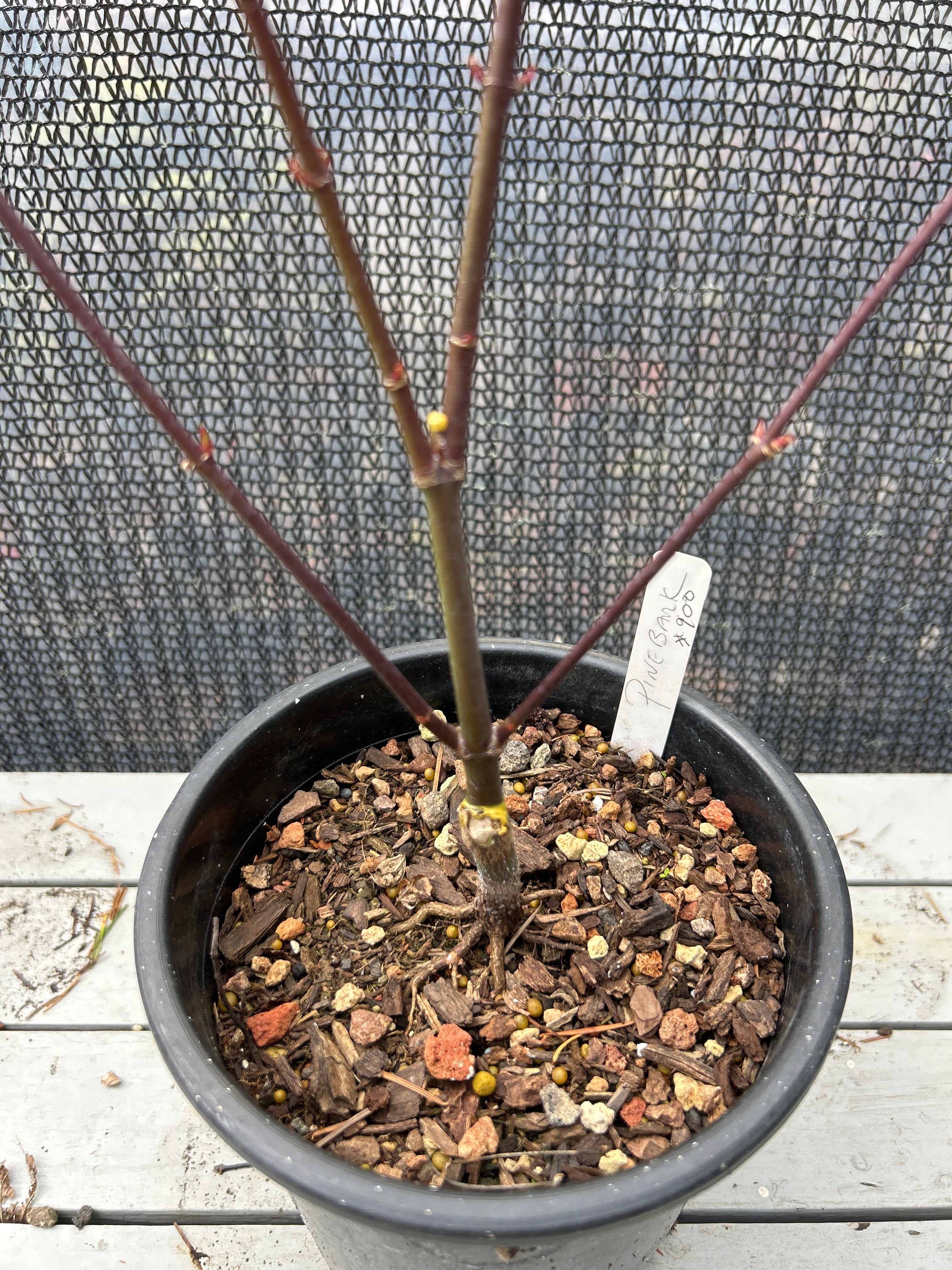 Pine Bark Nishiki Gawa (1-2 Yr) Pre Bonsai  (#900)