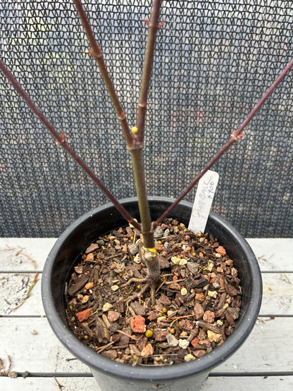 Pine Bark Nishiki Gawa (1-2 Yr) Pre Bonsai  (#900)