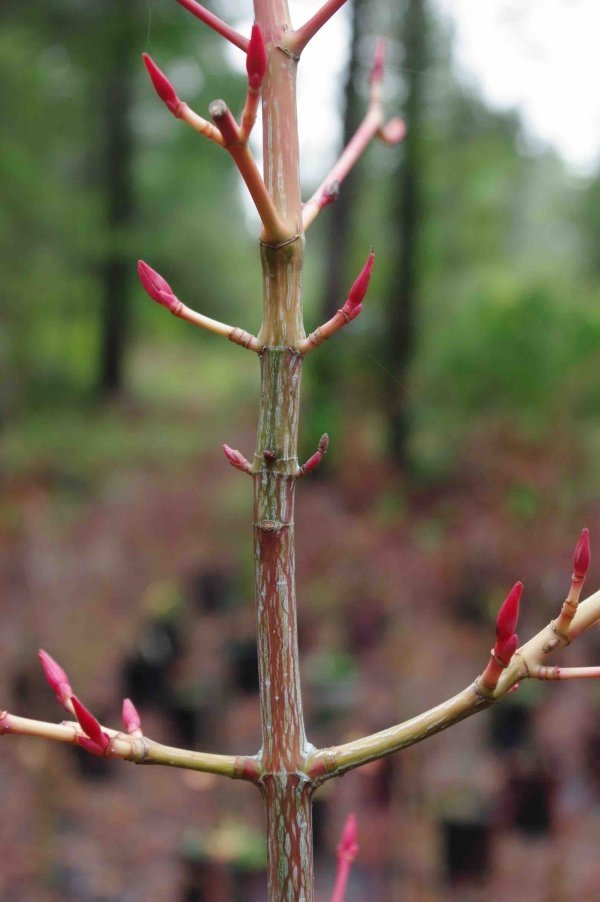 Acer conspicuum Red Flamingo -2