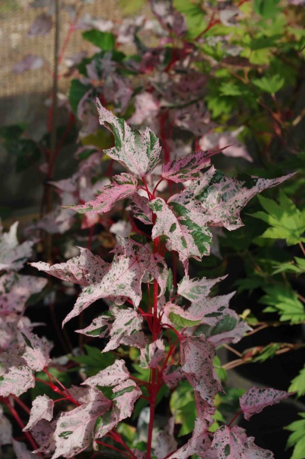 Acer conspicuum Red Flamingo - 3