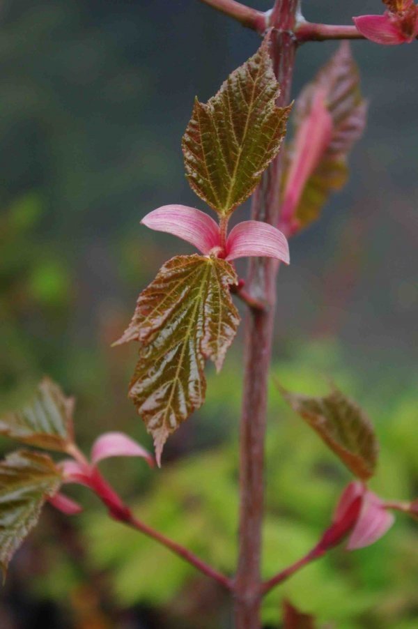 Acer conspicuum Red Flamingo - 4
