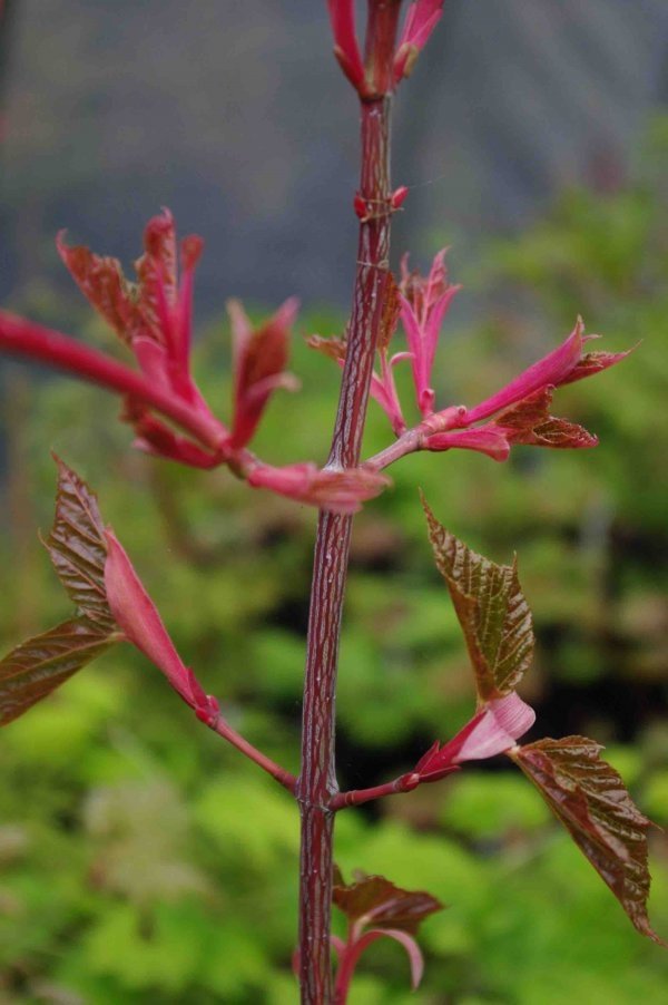 Acer conspicuum Red Flamingo - 5