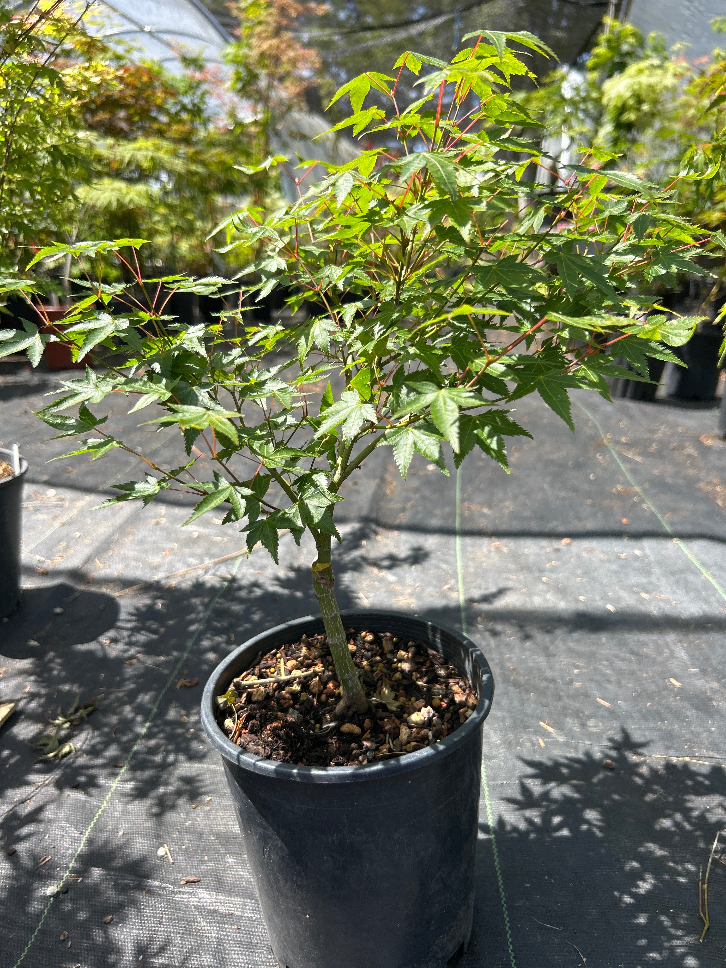 Caperci Dwarf Pre Bonsai  2 Yr. (#963)