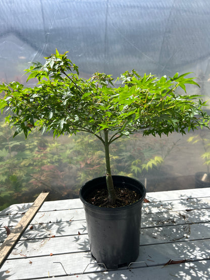 Murasaki Kiyohime 2-3 Year Pre Bonsai (#955)
