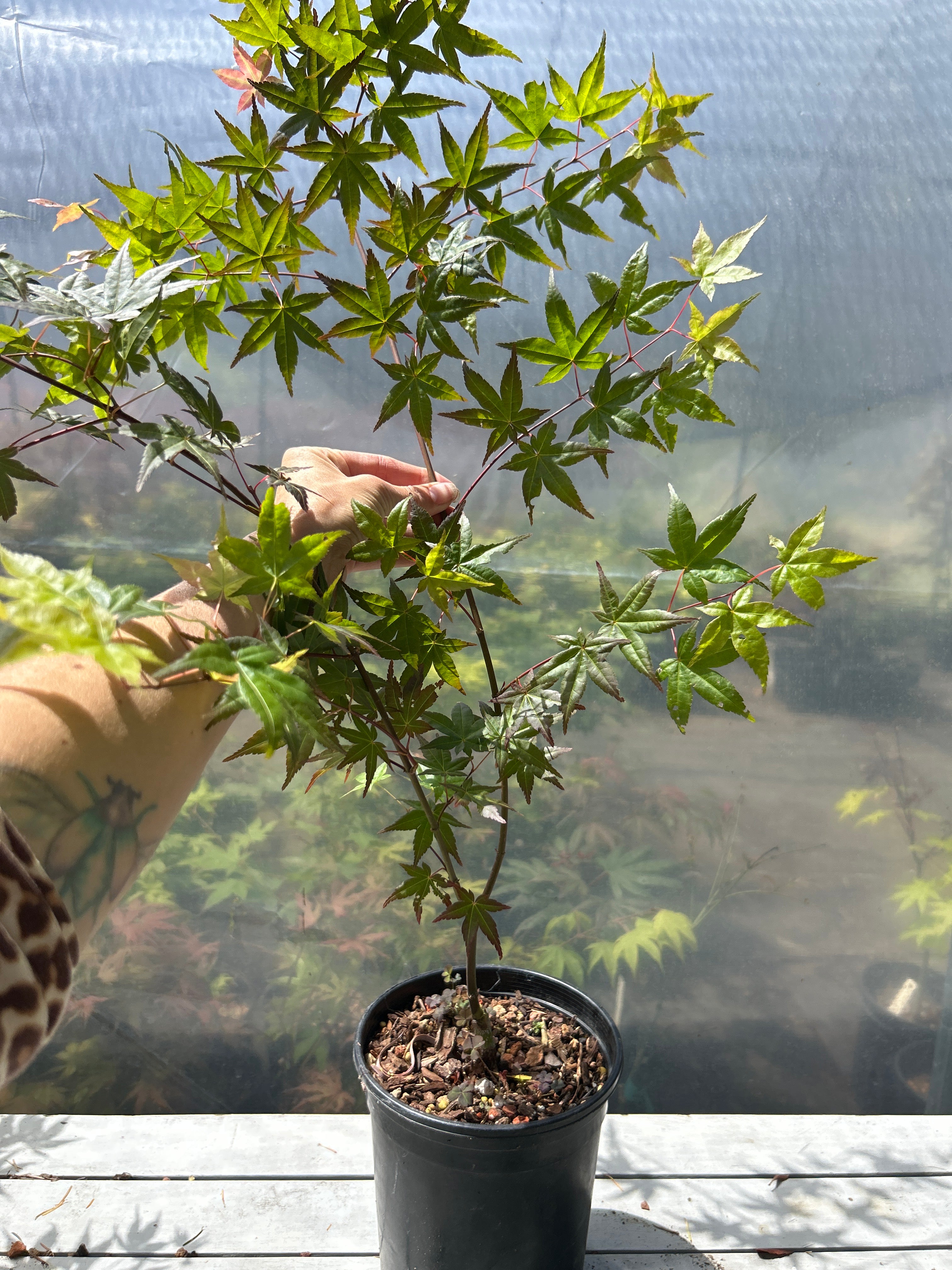 Seigen Pre-Bonsai 1-2 Year (#953)