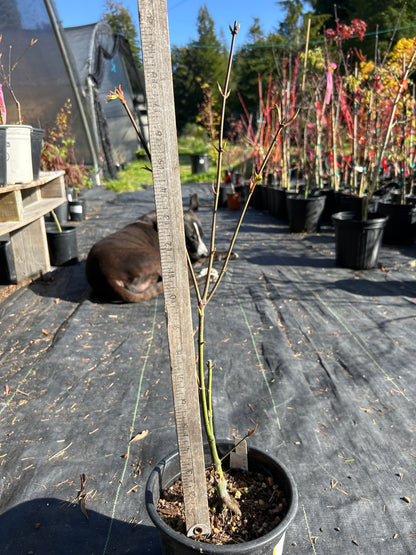 Pine Bark Nishiki Gawa (1-2 Yr) Pre Bonsai  (#930)