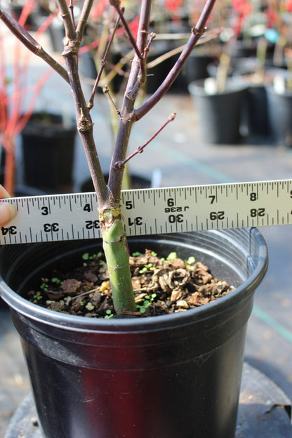 Pixie Pre Bonsai 2-3 yr (#813)