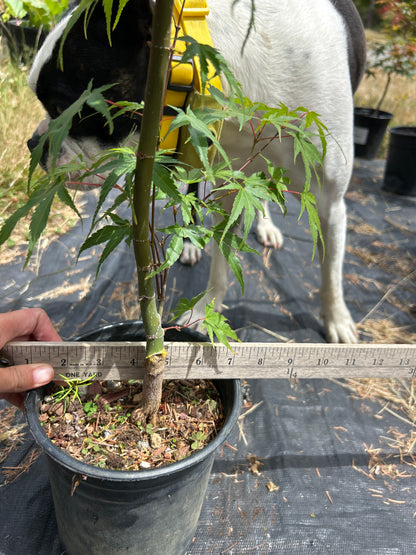 Arakawa Rough Bark Maple- 2-3 yr Pre-Bonsai  (#80)