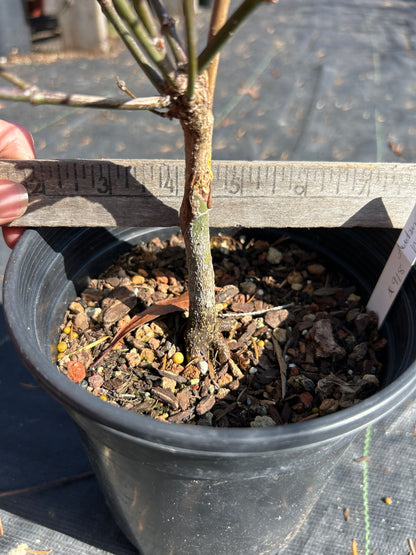 Autumn Moon 2-3 Yr Pre Bonsai (#918)