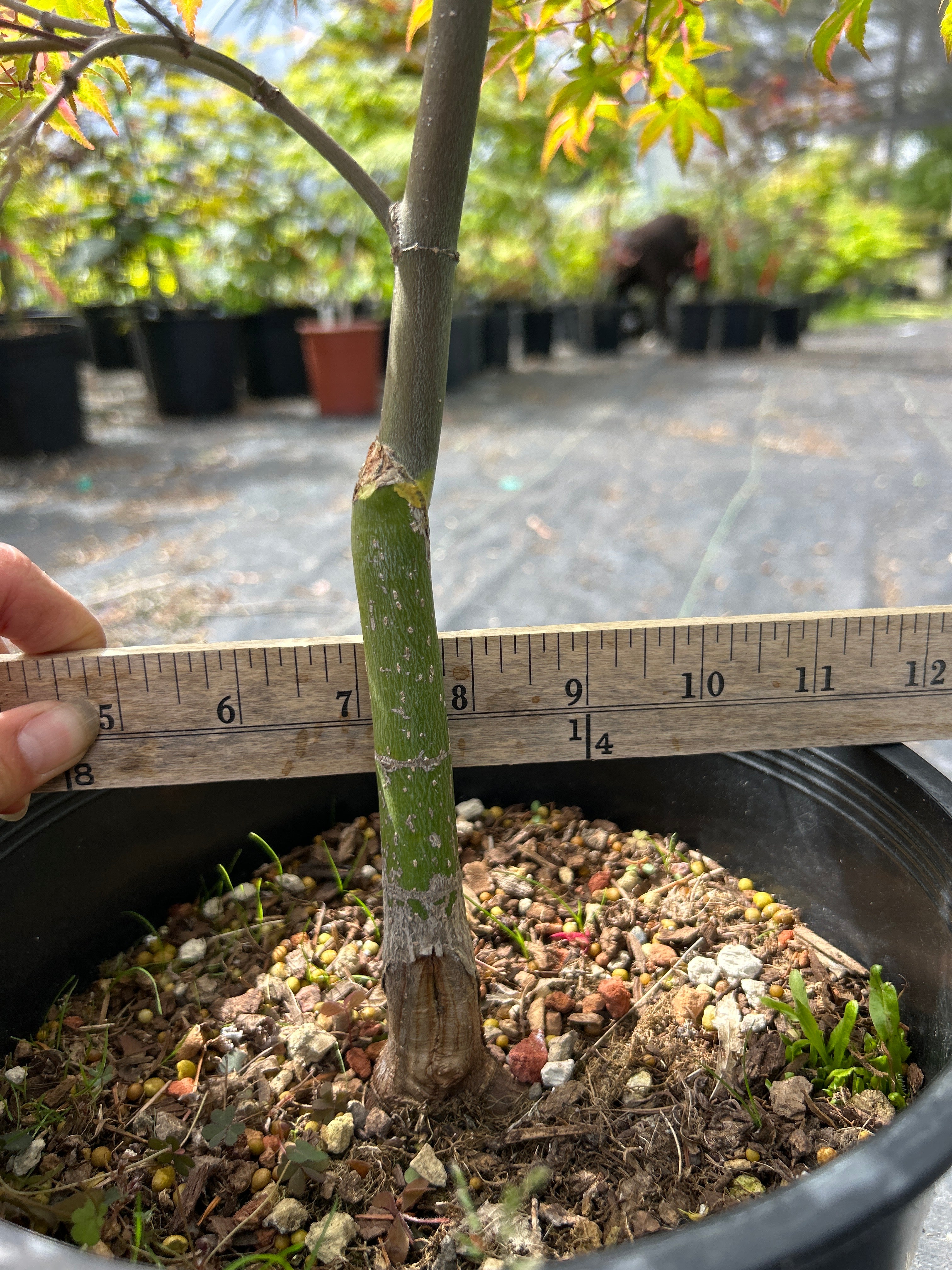 Kaleidoscope Pre Bonsai 2 gallon