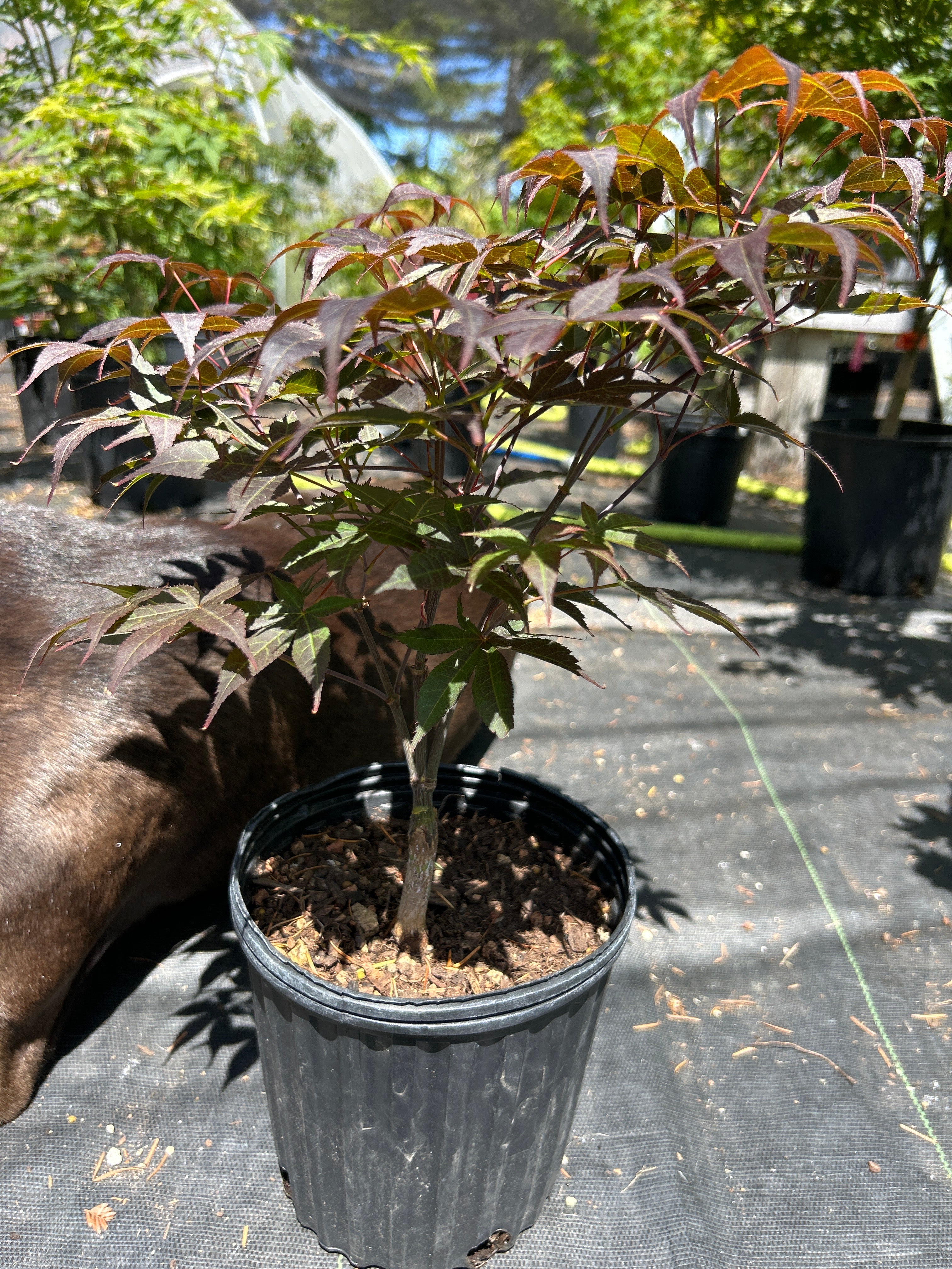 Rhode Island Red- Pre-Bonsai 1-2 years (#58)