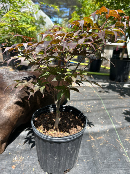 Rhode Island Red- Pre-Bonsai 1-2 years (#58)