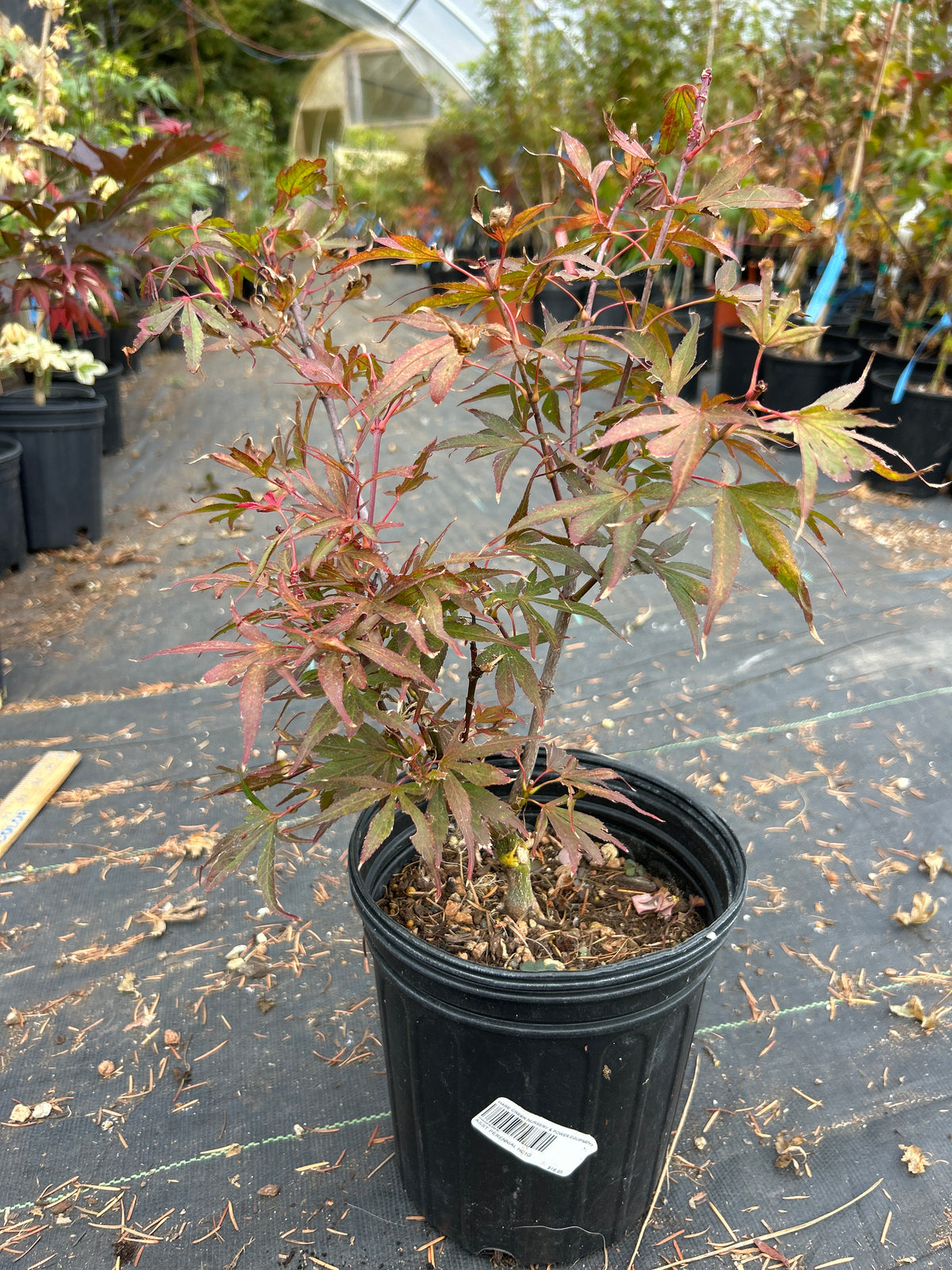 Fireball Pre Bonsai 1-2 Yr (#40)