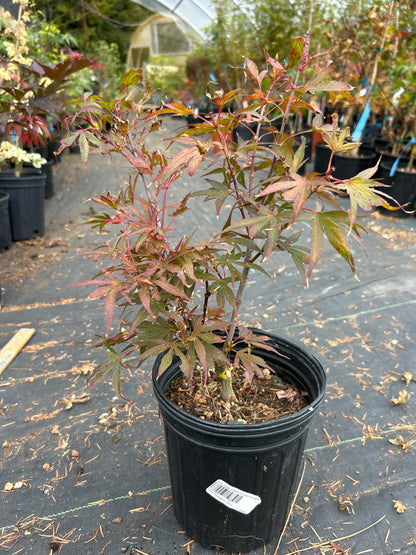 Fireball Pre Bonsai 1-2 Yr (#40)