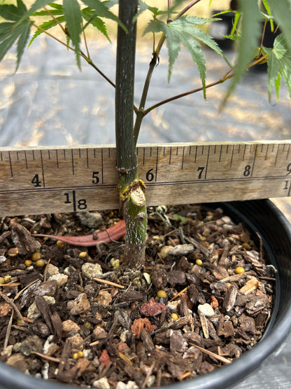 Pine Bark Nishiki Gawa (2 Yr) Pre Bonsai  (#78)