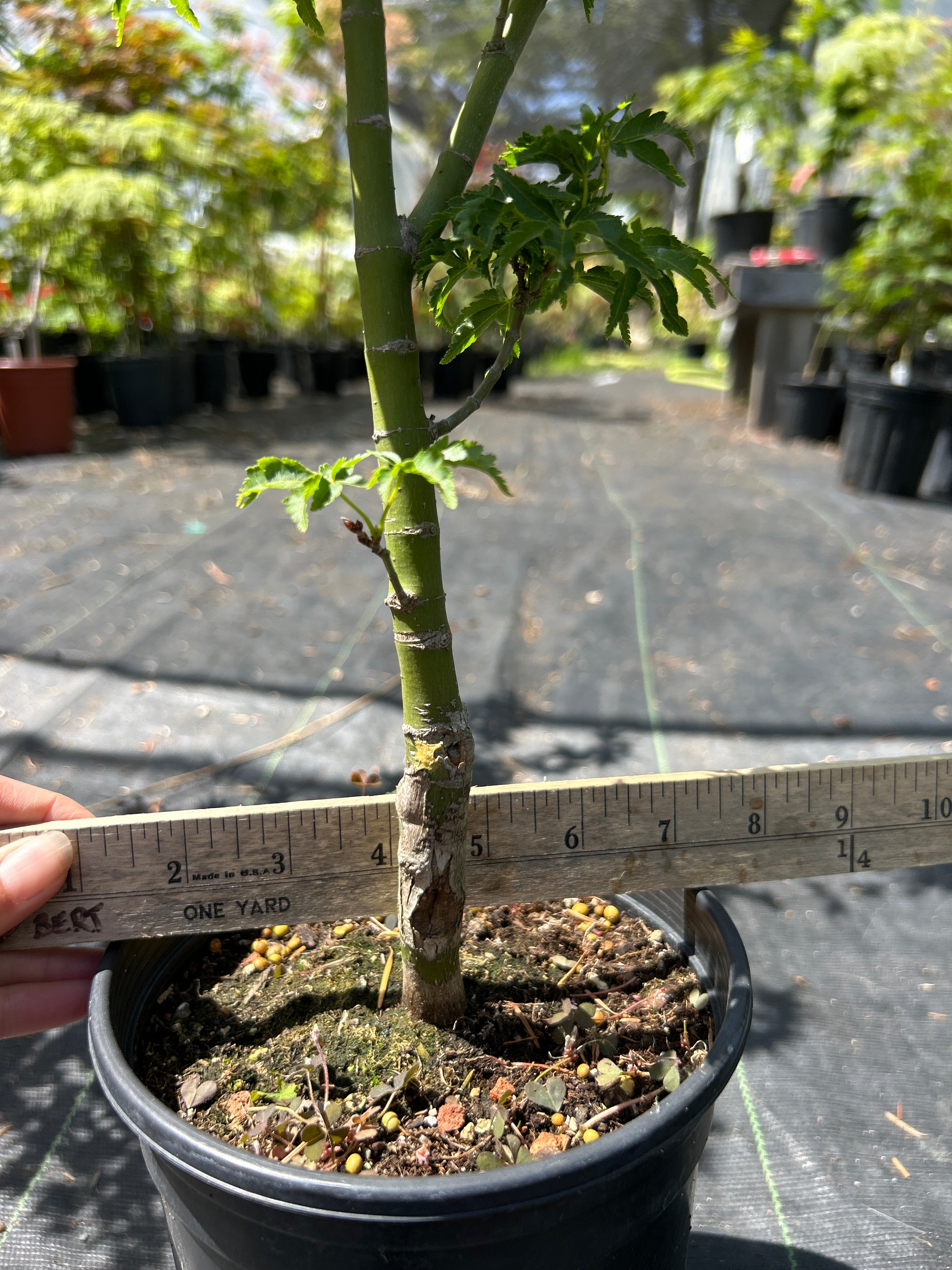 Shishigashira 4 year Pre-Bonsai (#965) – Mendocino Maples Nursery